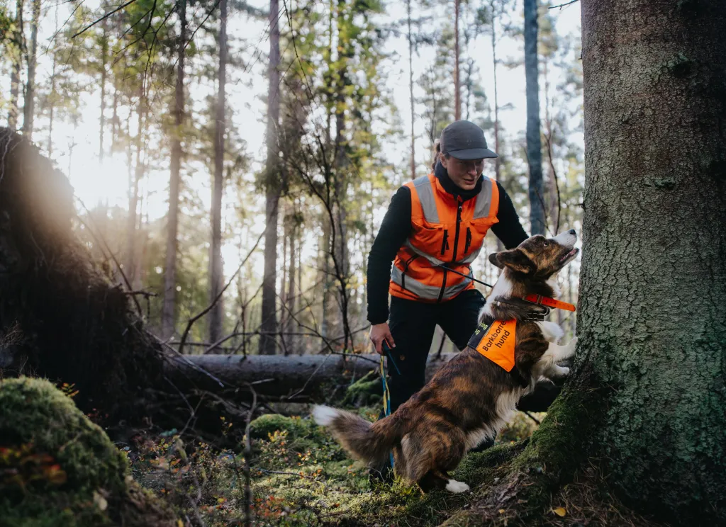 Sökhunden Uno markerar vid en granstam medan Olivia i orange väst följer med i skogen