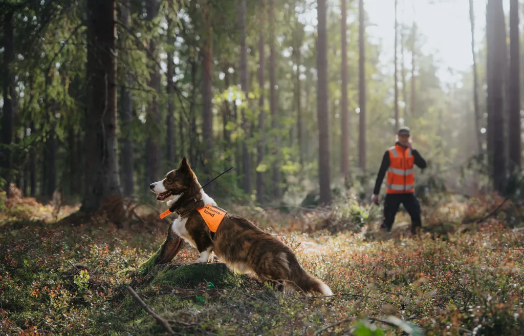 Sökhunden Uno i orange barkborrehundväst spanar i skogen medan Olivia går bakom