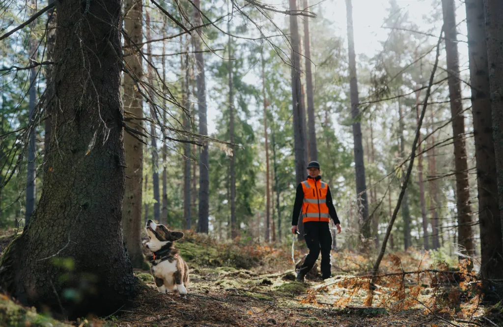 Sökhunden Uno tittar upp längs en granstam medan Olivia står en bit bort i skogen