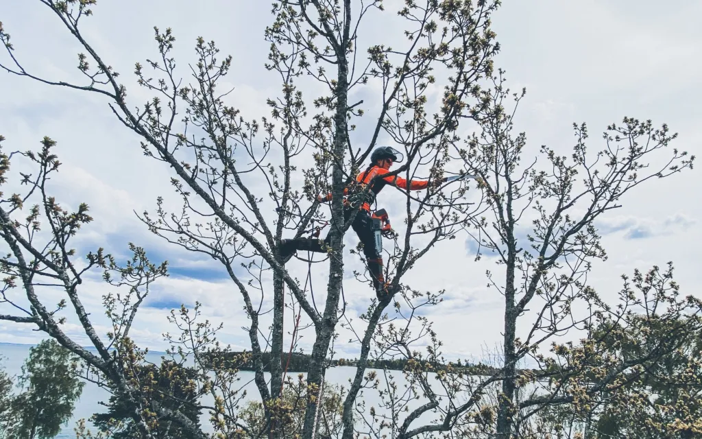 Arborist klättrar och beskär ett lövträd vid vattnet hos privatkund i Karlsborg