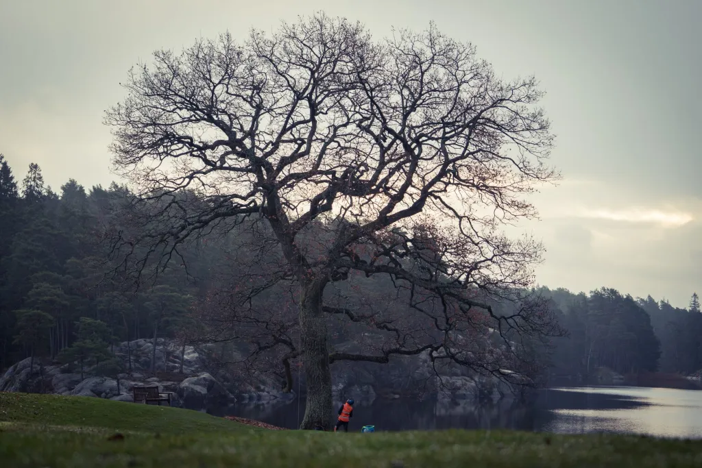 Arborist vid stor kal ek intill sjön, beskärning åt Saltsjöbadens Golfklubb i Stockholm