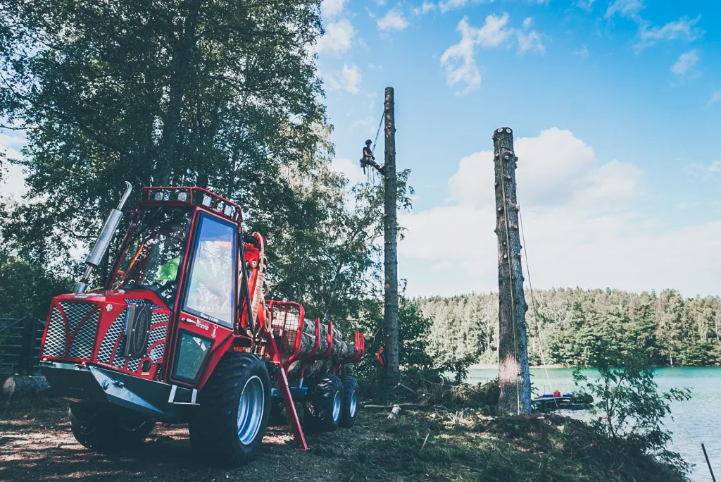 Röd skotare lastad med stockar medan en arborist klättrar i en kapad stam vid sjön