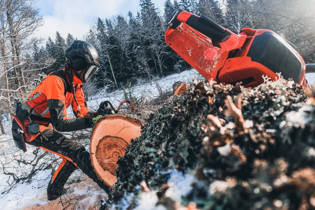 Arborist kapar fälld björk i snön för att ge ljus åt slåtterängarna i Bölets ängar