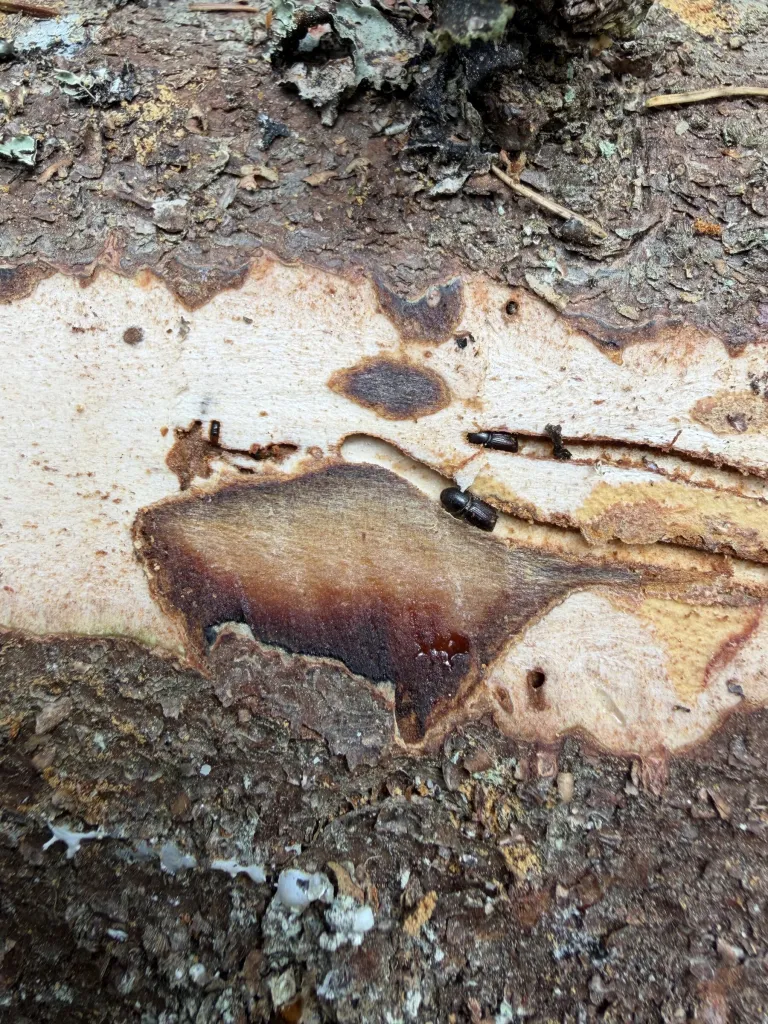Närbild på granbarkborrar och deras gångar i veden under avskalad granbark
