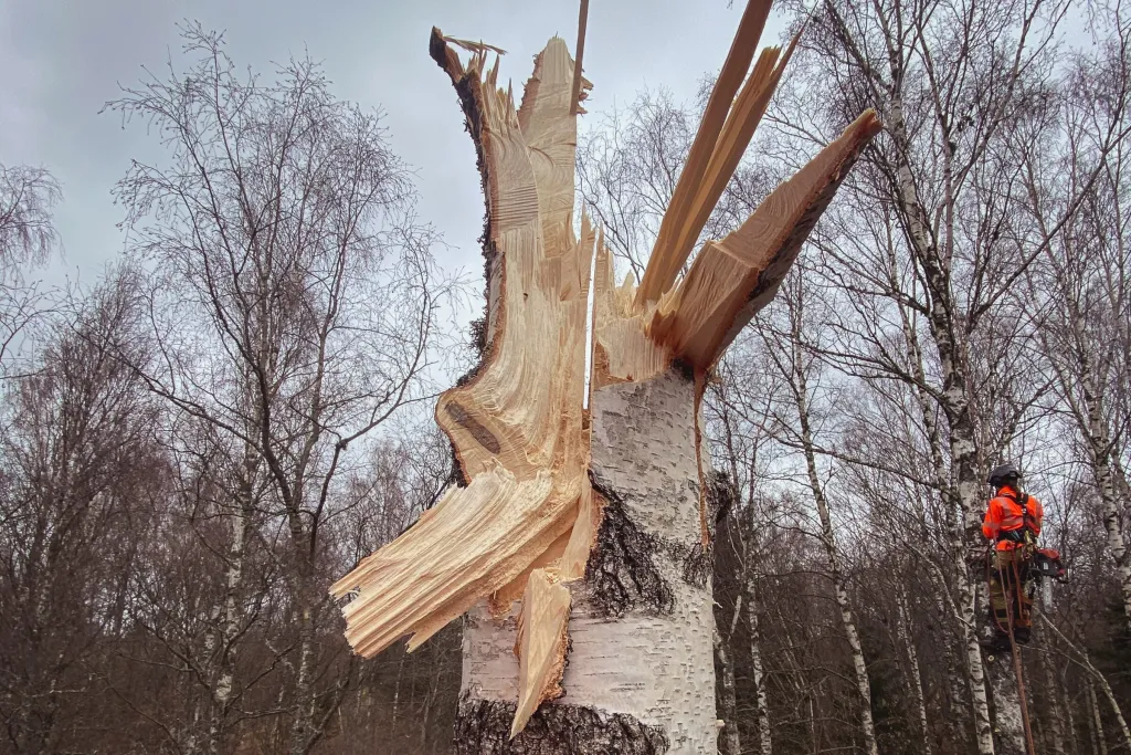 Avbruten björk med splittrad stam medan arborist klättrar i intilliggande björk