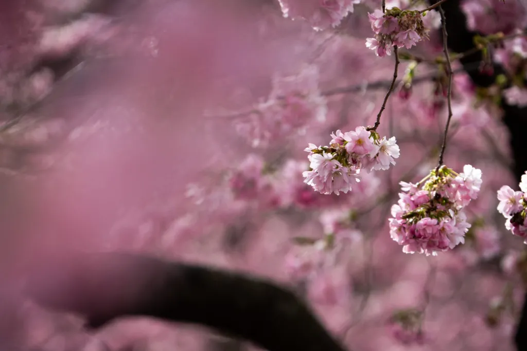 Närbild på klasar av rosa körsbärsblommor som hänger från tunna kvistar