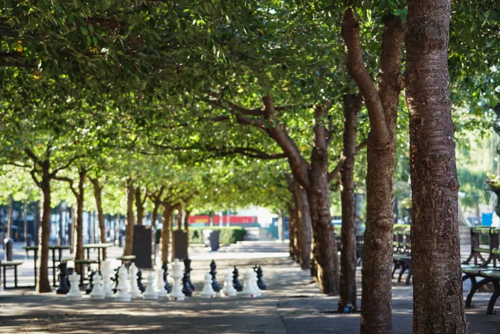 Beskurna körsbärsträd i allé över gångväg med stora schackpjäser i Kungsträdgården, Stockholm