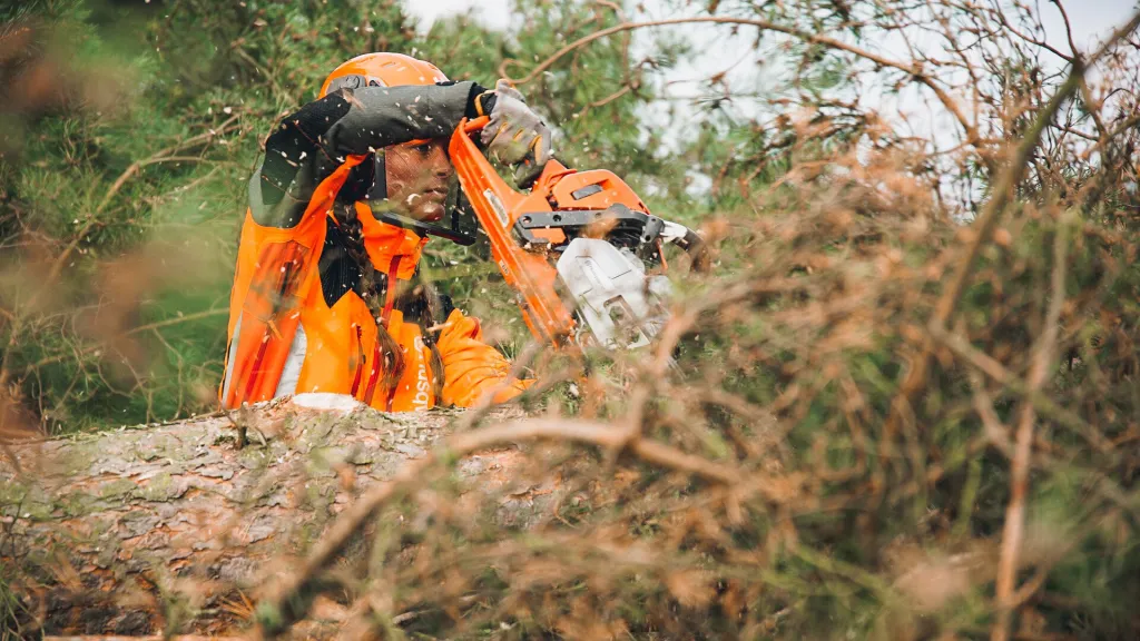 Motorsågsförare i orange skyddskläder och hjälm kvistar en fälld tall medan sågspån yr