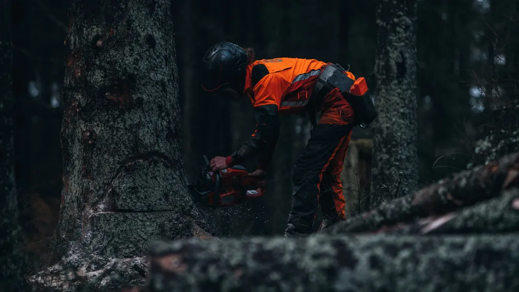 Olivia i orange skyddskläder och hjälm fäller ett grovt träd med motorsåg i mörk skog
