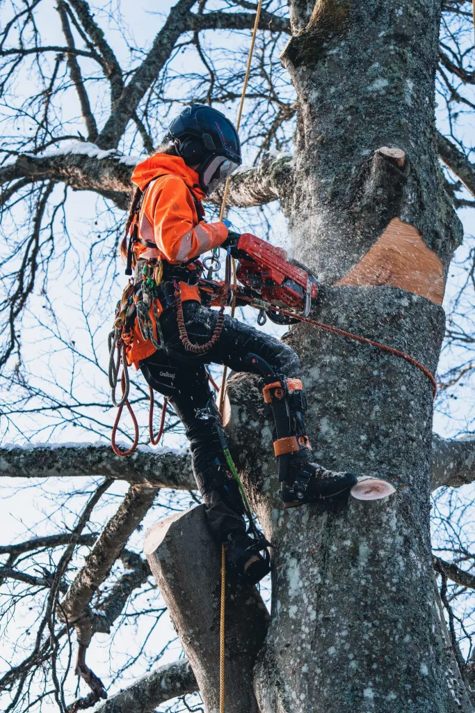 Arborist i klätterutrustning kapar stammen högt upp i lövträd, uppdrag för AB Karlsborgsbostäder