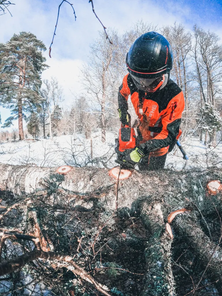 Arborist kapar fälld björk med motorsåg i snöigt vinterlandskap i Bölets naturreservat