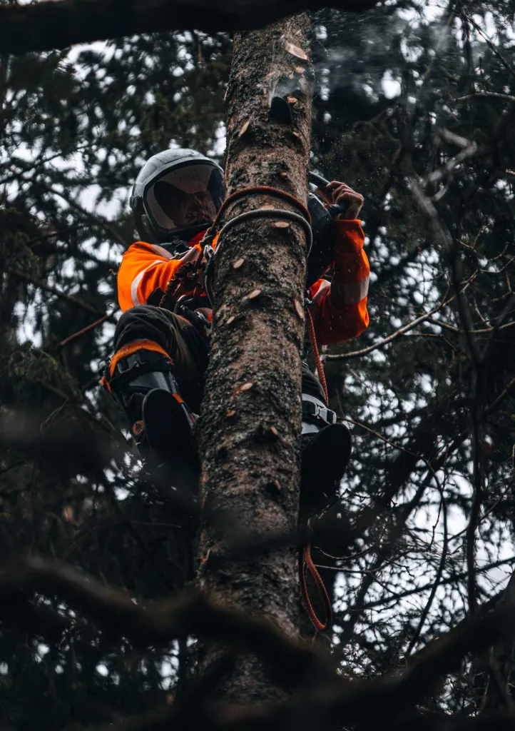 Arborist med klätterutrustning och motorsåg högt upp i barrträd i Hulta hagar naturreservat