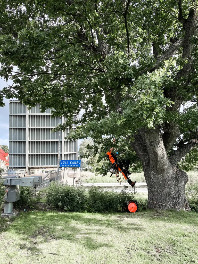 Arborist hänger i rep i stor ek vid Göta kanal, uppdrag för Kanalhotellet i Karlsborg