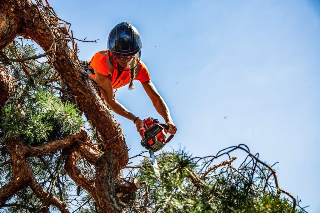 Arborist kapar tallgren med motorsåg mot blå himmel, uppdrag för Karlsborgs kommun