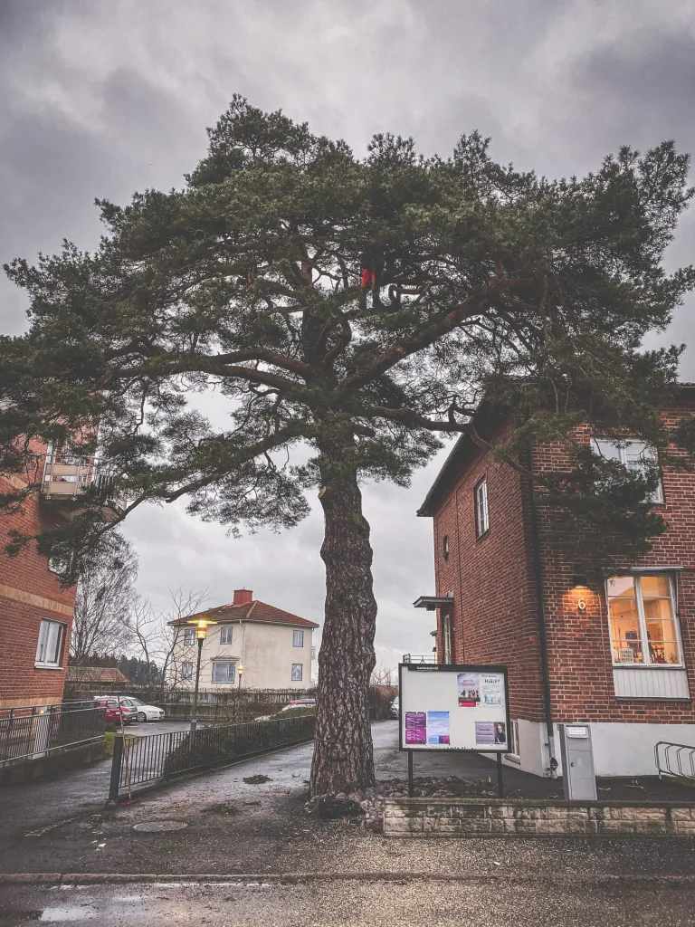 Arborist klättrar i stor tall mellan tegelhus vid Kyrkans hus, Karlsborgs pastorat