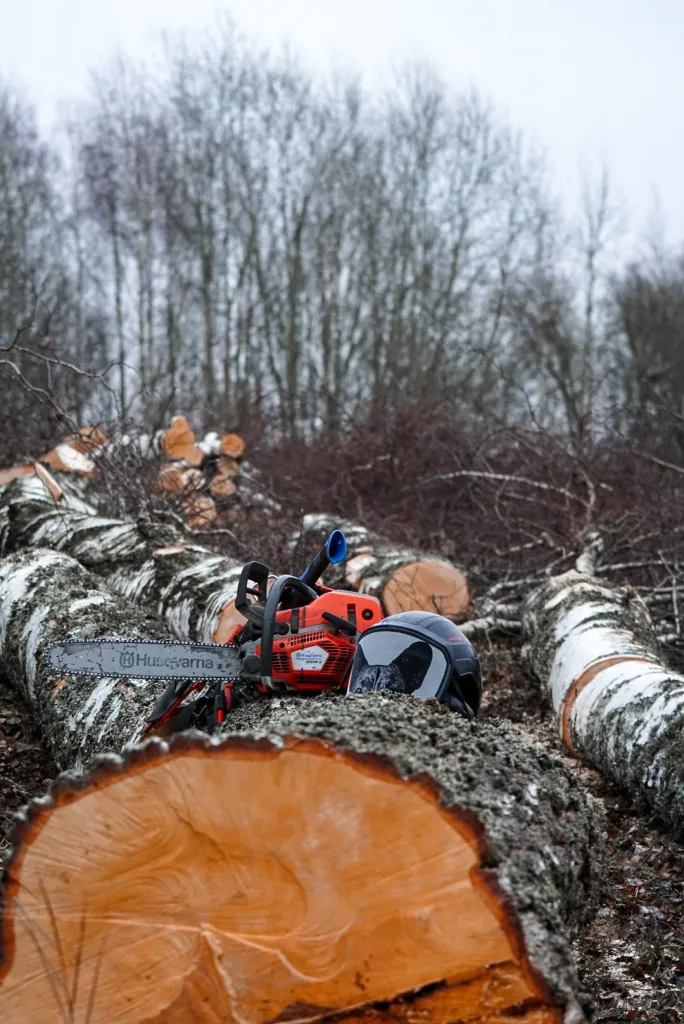 Motorsåg och skyddshjälm på fällda björkstammar i Lammevadskärret naturreservat