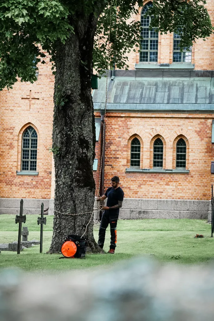 Arborist förbereder rep vid ett stort lövträd på kyrkogården vid Undenäs kyrka