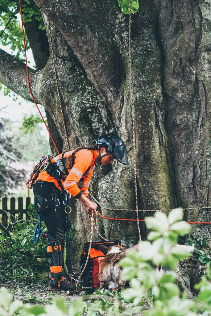 Arborist förbereder klätterrep vid stammen på ett grovt gammalt träd, Undenäs prästgård