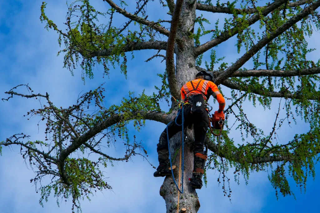 Arborist med klättersporrar och motorsåg i lärkträd vid sektionsfällning i Lidköping