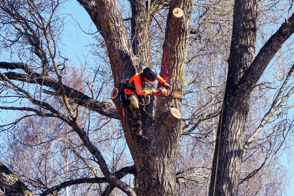 Arborist i klätterutrustning sågar grova grenar vid sektionsfällning av poppel hos privatkund i Skövde
