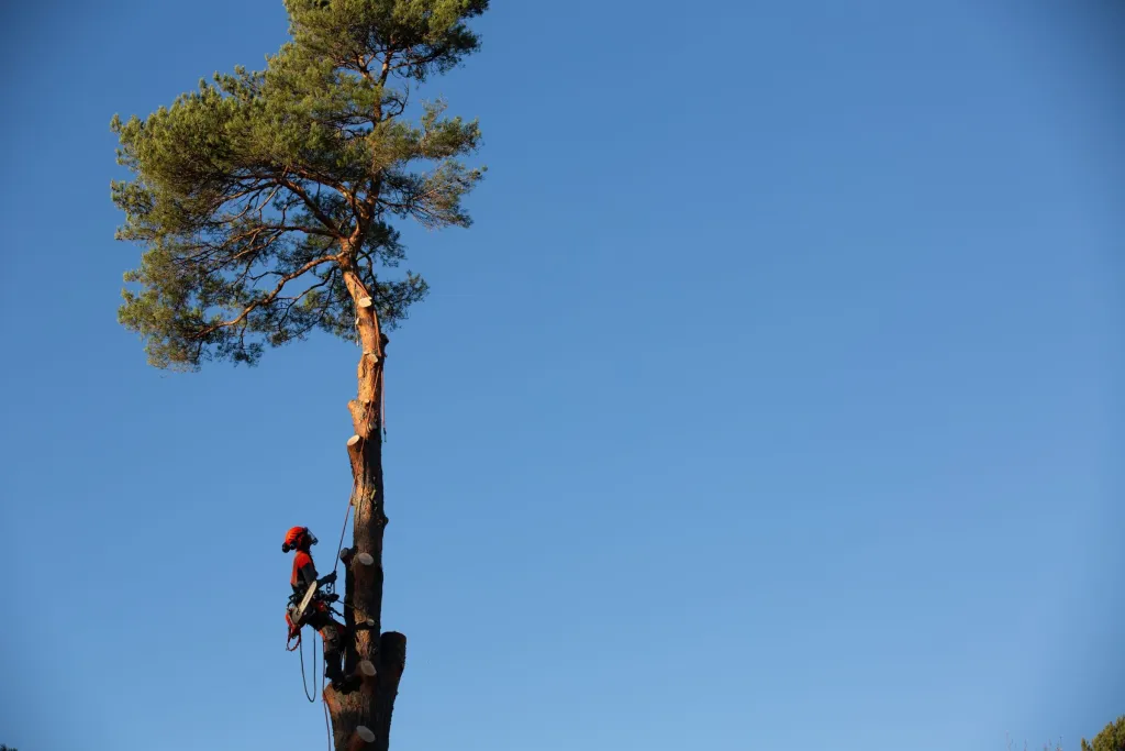 Arborist klättrar i hög tall vid sektionsfällning för Saltsjöbadens golfklubb i Stockholm