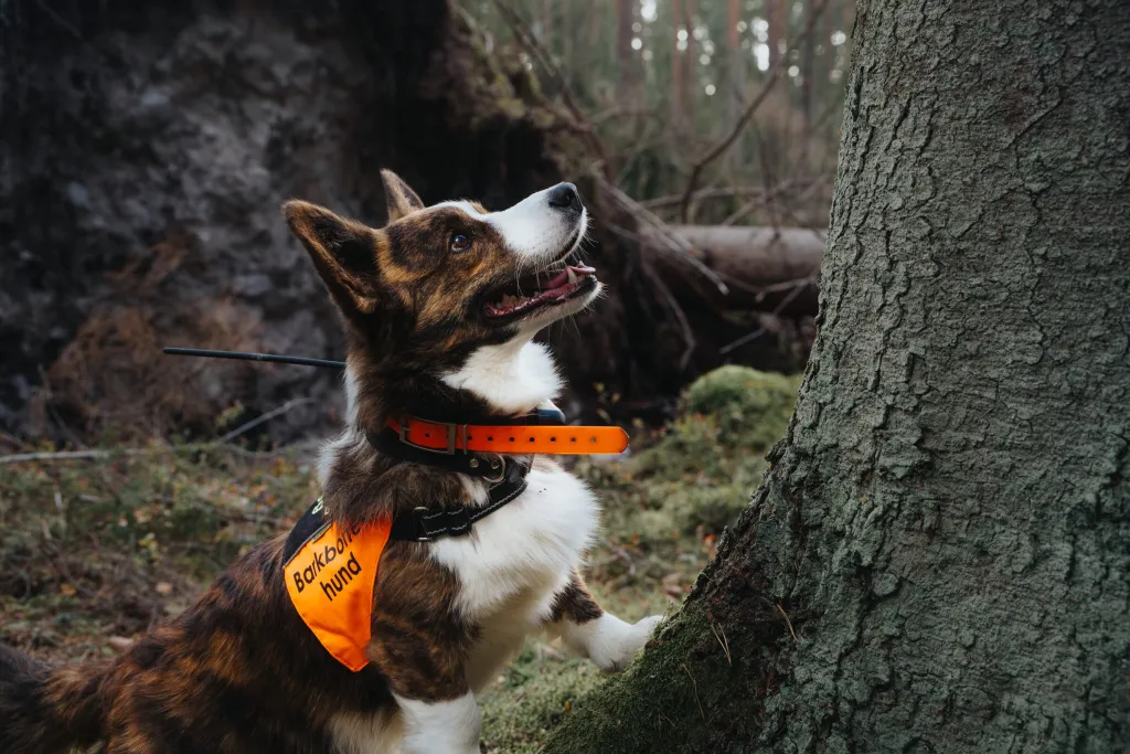 Sökhunden Uno, en Welsh Corgi Cardigan i orange väst, tittar upp mot en granstam