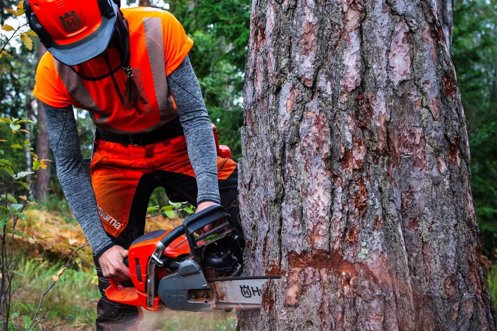 Arborist sågar i tallstammen vid trädfällning hos privatkund på Djurö, Stockholm