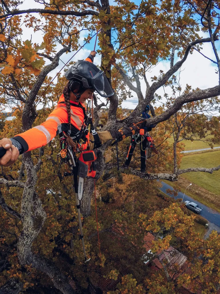 Klättrande arborist med motorsåg i höstfärgad ek hos privatkund på Lidingö, Stockholm